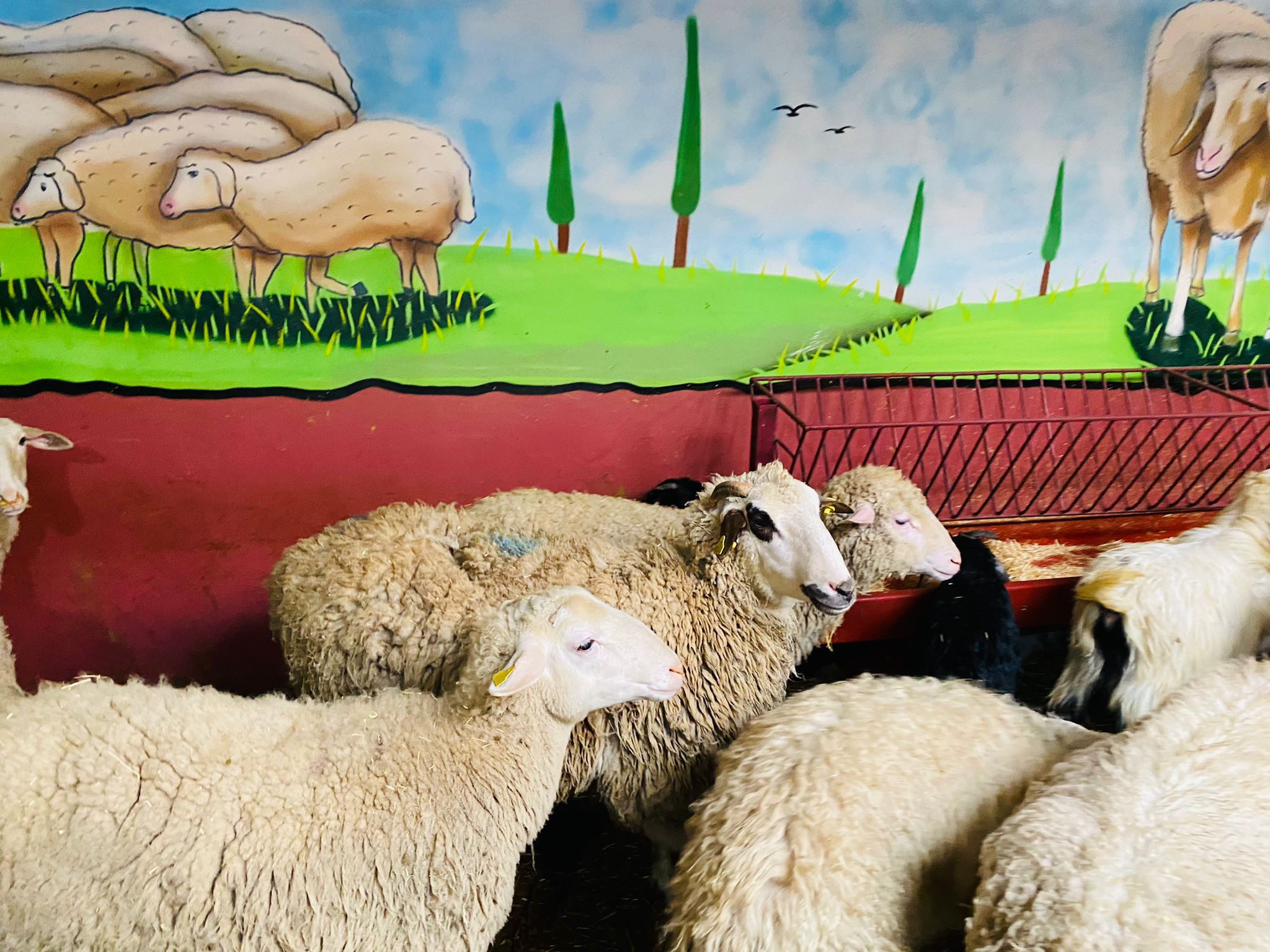 Kurbanlık Galeri Fotoğrafı